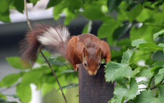 Eichhörnchen-weisser-Streifen_4167.jpg